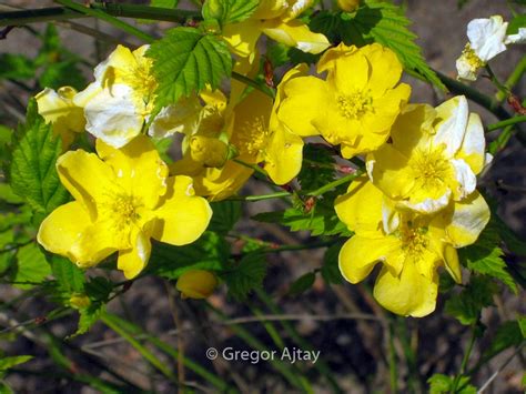 Kerria Japonica Golden Guinea Plantentuin Esveld