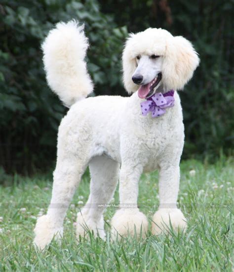 Cream Standard Poodle