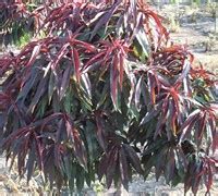 Bonfire Dwarf Peach