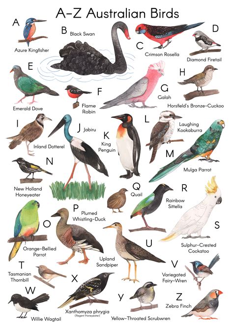 Australian Birds