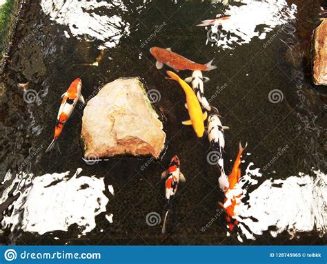 Peixes Extravagantes Da Carpa Na Lagoa Imagem De Stock Imagem De