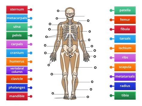 Human Skeletal System Labelled Diagram