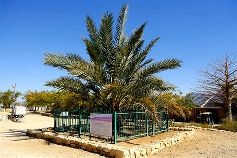 From Extinction To Resurrection The Judean Date Palm Tree