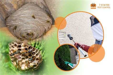 Wasp Removal Melbourne: Effective Tips for Wasp Nest Removal | by ...