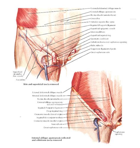 Inguinal And Femoral Regions Anatomy Pediagenosis