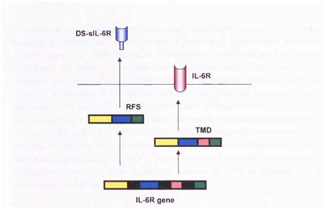 Figure 5.12 from The role of IL-6 and its soluble receptor in chronic lung disease of ...