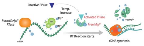 AccuPower Dual HotStart RT QPCR PreMix Master Mix