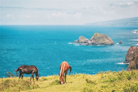 8 Places To See Wild Horses in North America » TrueViralNews