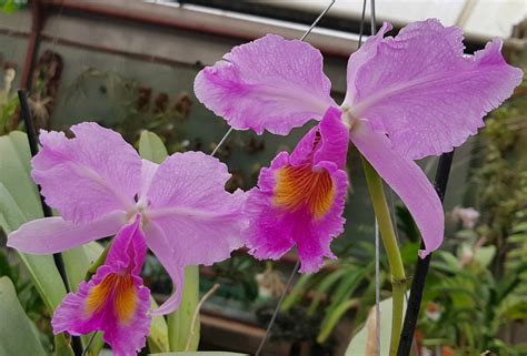 Cattleya warscewiczii tipo Орхидеи