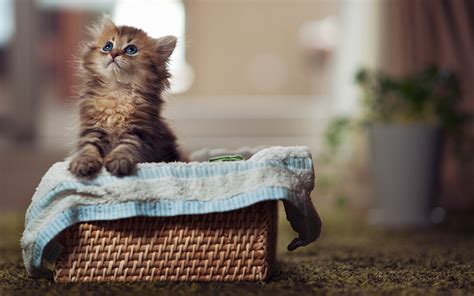 Wallpaper Little cat in the basket 2560x1600 HD Picture, Image