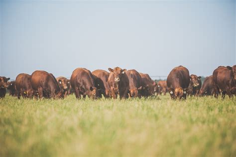 Cattle Breeds — Ra Brown Ranch