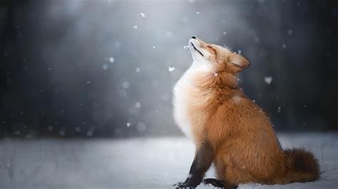 Red fox, fox, landscape, animals HD wallpaper | Wallpaper Flare