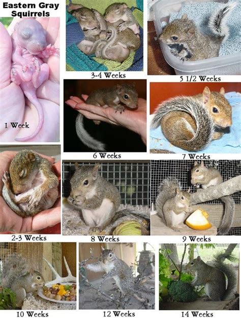 Aging Baby Squirrels (6 of the most detailed baby squirrel aging ...