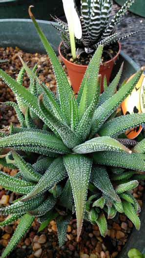 How To Grow And Care For Haworthia Plants Nurserybuy