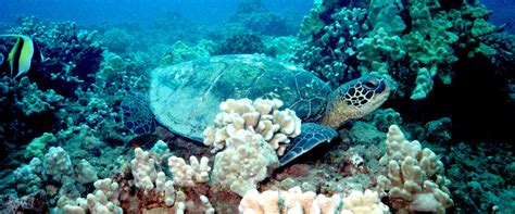 Green Sea Turtles | Hawai'i Wildlife Fund