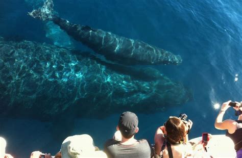 Maui Excursion Cologique D Observation Des Baleines Depuis Le Port