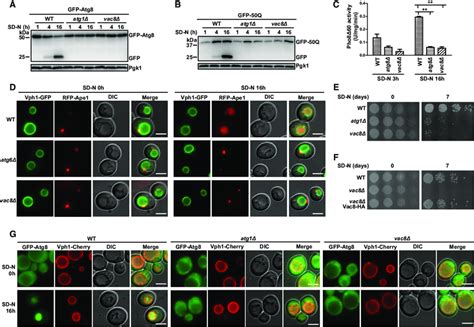 Vac Is Essential For Autophagy A N Terminal Gfp Tagged Atg With The