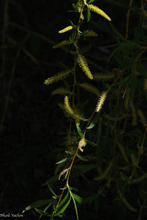 Sortir De L Ombre Les Chatons Des Saules Pleureurs S Flickr