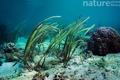 Stock photo of Sea grass / turtle grass (Enhalus acoroides) Lembeh Strait, Sulawesi ...