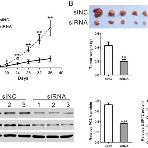 Knockdown Of Usp Expression Inhibited Gc Cell Proliferation In