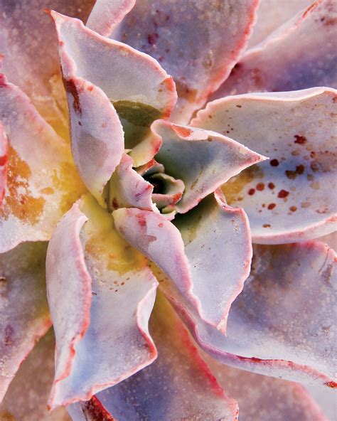 Afterglow™ Echeveria Hybrid Echeveria Echeveria Afterglow Plants