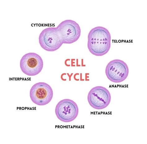 Stages Of Mitosis In Order Microscope