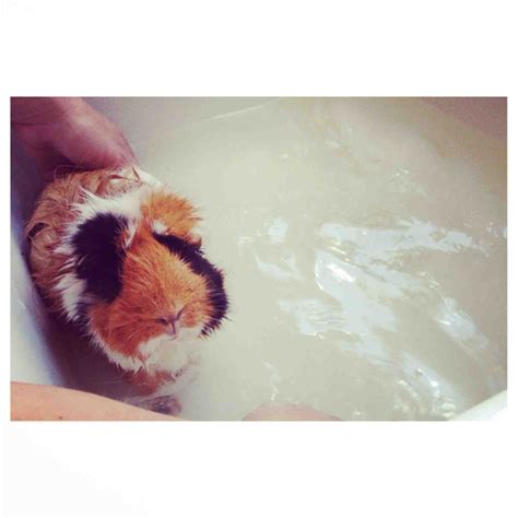 guinea pig bath time : aww