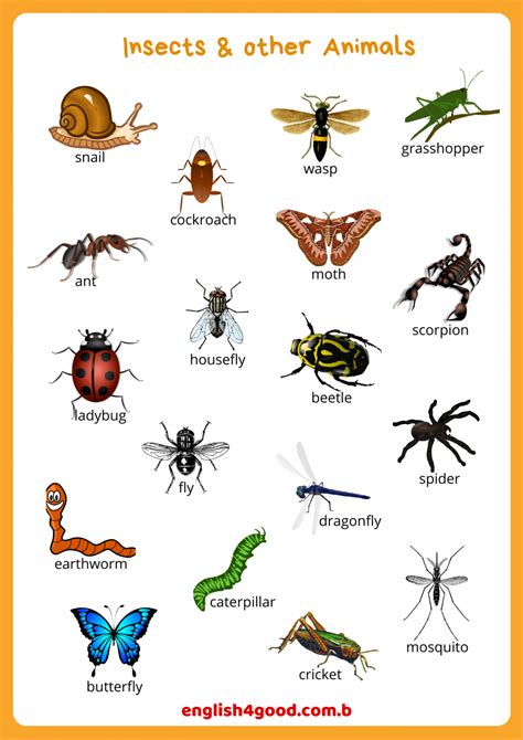 Insects Flashcards English4good Vocabulary Practice