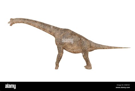 Dinosaurio Brachiosaurus Aislado Sobre Fondo Blanco 3d Rendering Fotografía De Stock Alamy