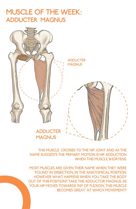 The Adductor Magnus As The Name Suggests Is Part Of The Adductor Group Of Muscles Along With