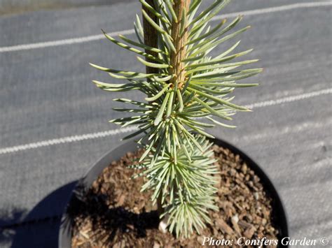 Cedrus atlantica 'Glauca Pendula'