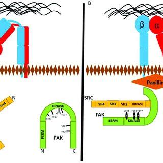 Paxillin At Focal Adhesions As A Major Component Of Fas The