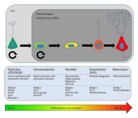 Differentiation And Maturation Of Adult Neural Stem Cells The Process