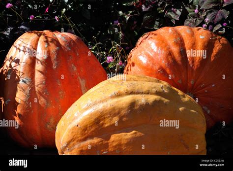 Pumpkins Stock Photo Alamy