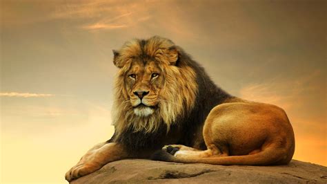 a large lion sitting on top of a rock