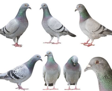 How Does A Pigeon Moult Travipharma Blog