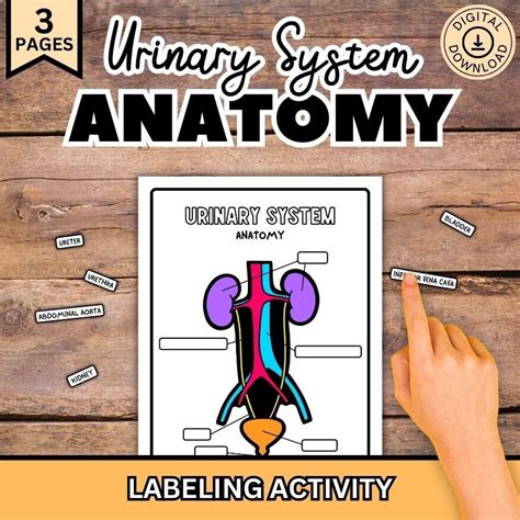 Urinary System Labeling Urinary System Diagram Human Body Science For