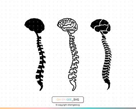 Brain and Spine Svg Brain Spine Clipart Brain Png Spine - Etsy India