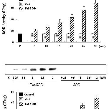 Stability Of Transduced Tat SOD In Cultured Astrocytes Cells