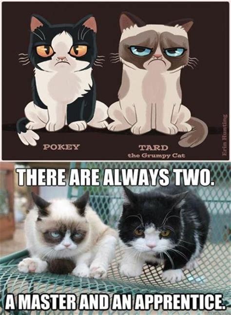 442 Best Grumpy Cat Images On Pinterest Funny Stuff Ha Ha And Cats