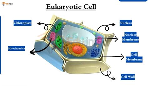 Eukaryotic Cell - Characteristics and Cell Structure