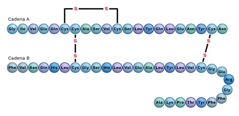 Estructura De La Insulina Labster Theory