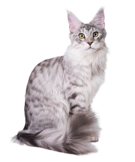 590 Blanco Plata Gato Maine Coon Fotografías De Stock Fotos E