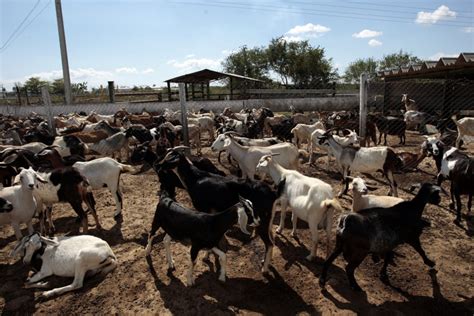 How To Start Goat Farming In Nigeria – Wealth Result