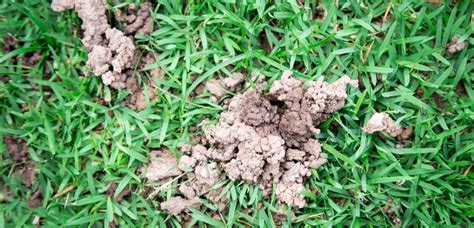 Earthworms And Your Lawn Lawn Solutions Australia