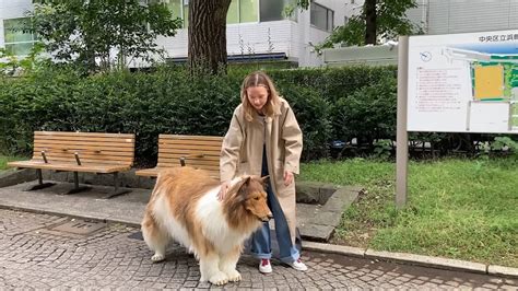 A Japanese Man Became A Dog—Now, He's Joining A Pack - Koreaboo