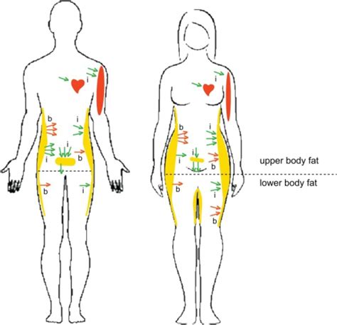 Sex And Depot Specific Differences In Lipid Metabolism Open I