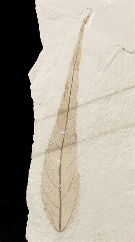 Fossil Poplar Leaf Green River Formation For Sale