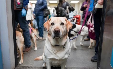Understanding the Bordetella Vaccine for Dogs