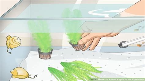 How To Avoid Algae In Aquarium Tips And Tricks For A Clear And Clean